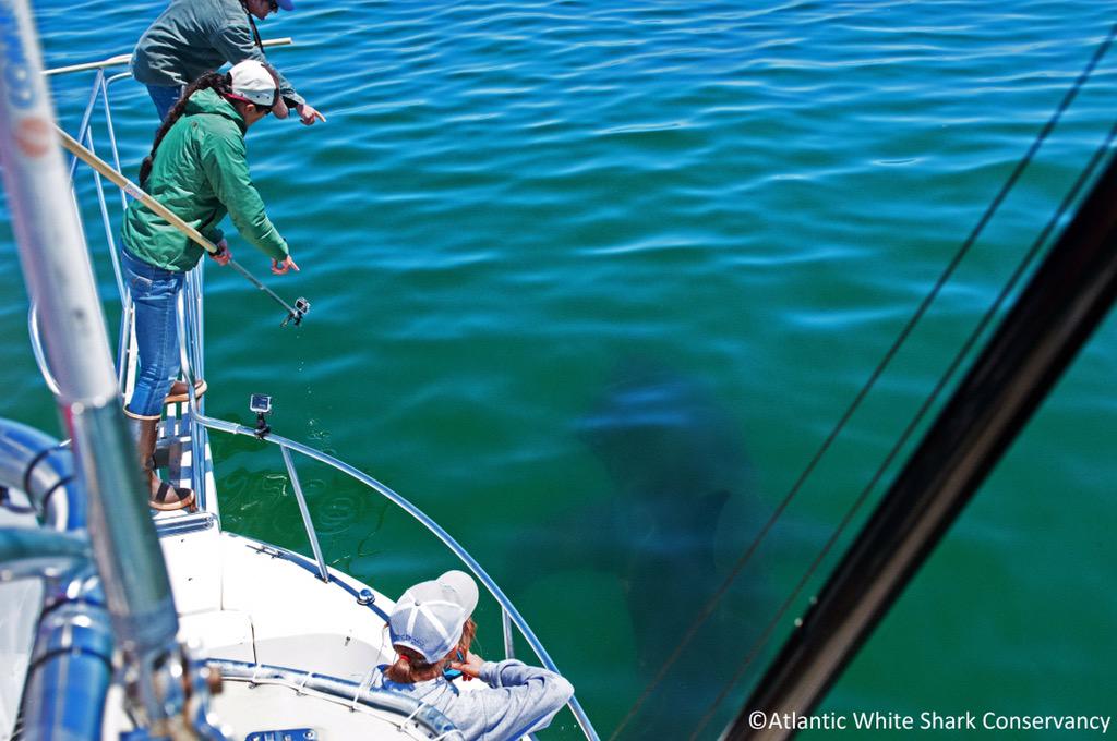 A_WhiteShark's tweet photo. A few more photos from our time with Freckles on Monday. The season, and the weekend begins now! #SupportResearch http://t.co/TvqLIavqER