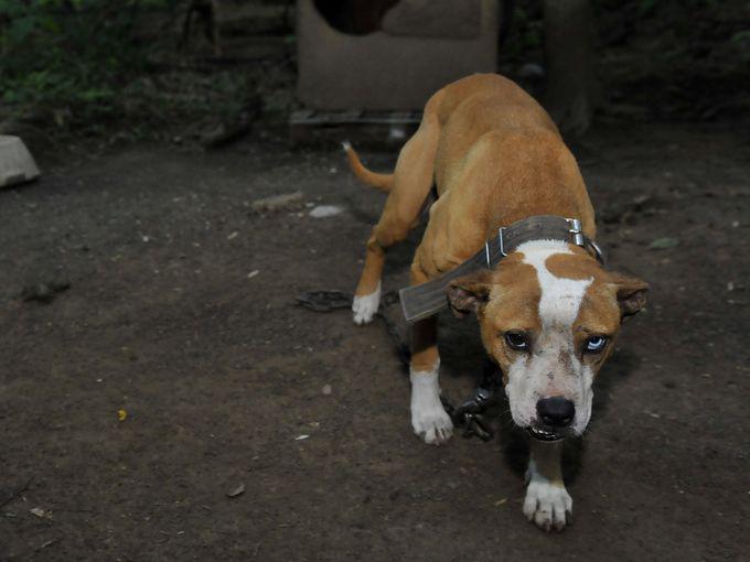 LC4A's tweet photo. #stoptorturingdogs
21 dogs rescued after West Virginia dog fighting sting
http://t.co/hdE7od1oqq http://t.co/3dAoPiGT5w