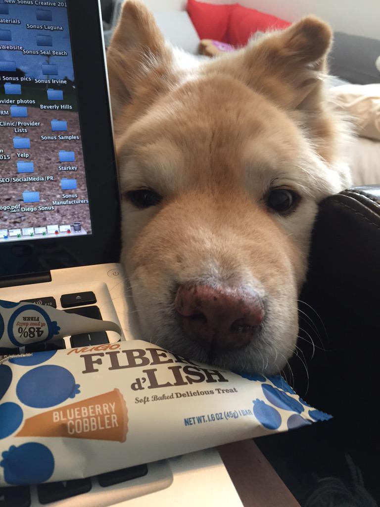 lolo88's tweet photo. @omnimarcus Charlie #cancerfighter #rescuedog keeps trying to steal my @NuGoFiber bars! #TakeYourDogToWorkDay http://t.co/MS0pyCsyPk