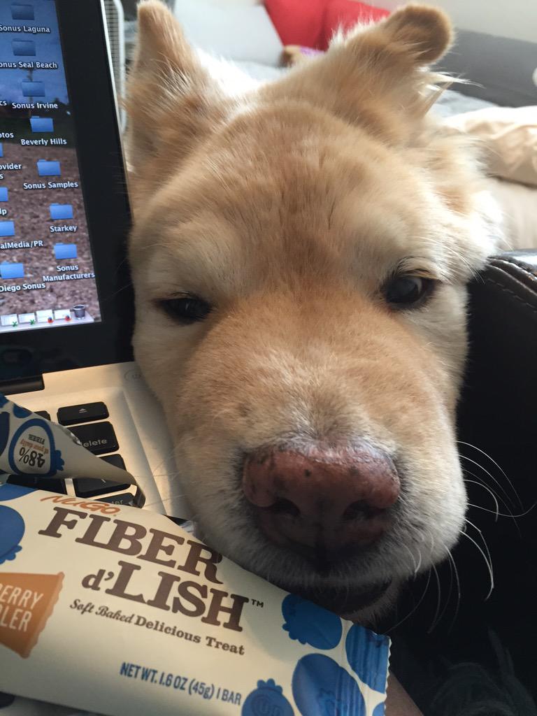 lolo88's tweet photo. @omnimarcus Charlie #cancerfighter #rescuedog keeps trying to steal my @NuGoFiber bars! #TakeYourDogToWorkDay http://t.co/MS0pyCsyPk