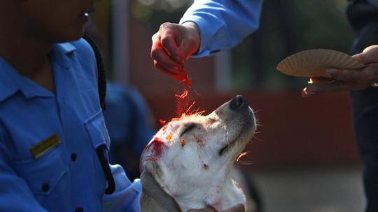 GermanGarmendia's tweet photo. En Nepal hay un festival donde celebran a los perros por ser nuestros leales amigos. #FeEnLaHumanidadRestaurada http://t.co/8PfugeLVZ1