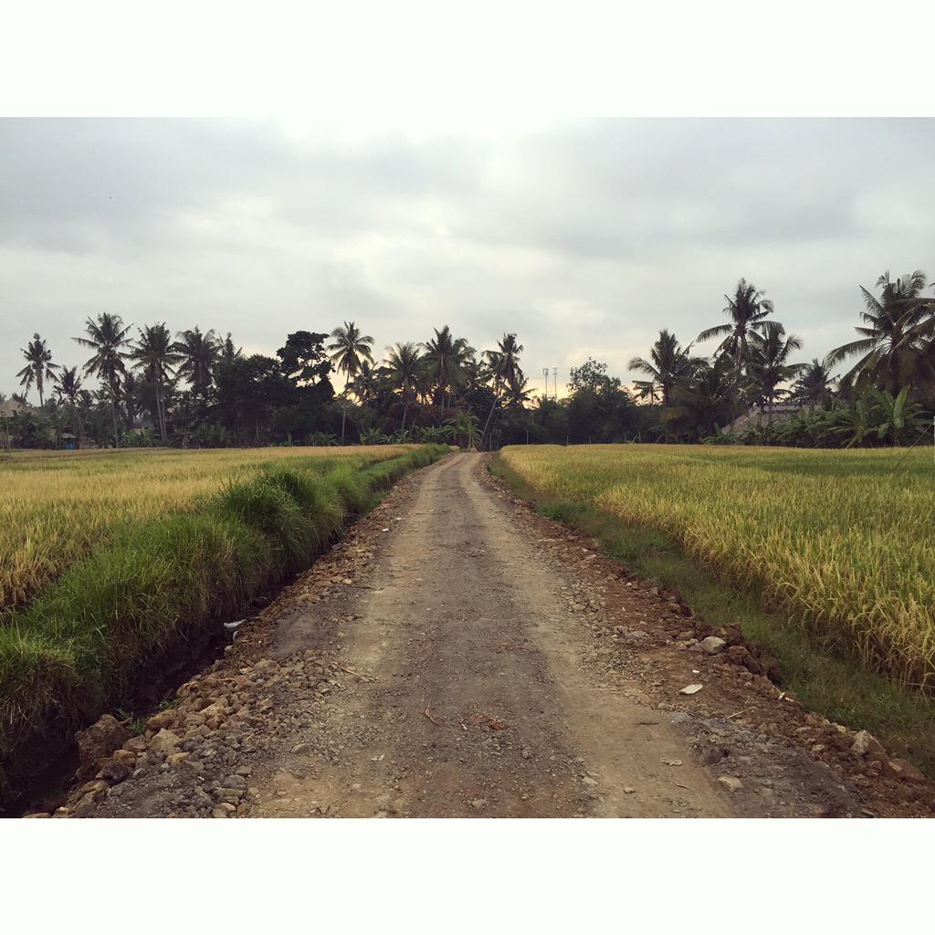 afwray's tweet photo. Waking up in Bali with jet lag means early morning exploring 🌴🌾🌿 #Bali #love #ricepaddies #travel #adventure #ubud http://t.co/WW5rAq1ZlH