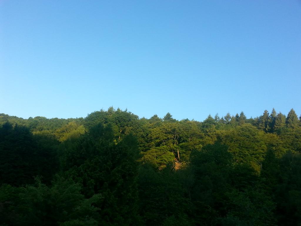 jerholland1's tweet photo. @achrisevans @James_Winter @ChilternsAONB @theforestofdean  same here in the Forest of Dean ,what's going on? http://t.co/L8A7PYshuR