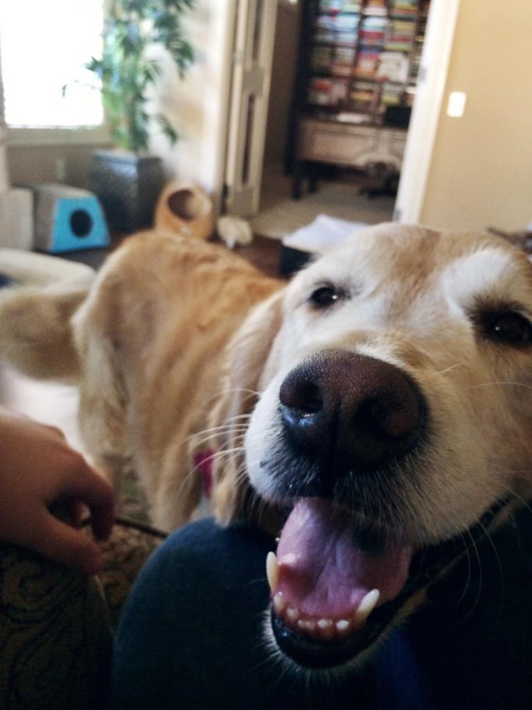 maddygervais's tweet photo. Only the happiest dog in existence #charliedog #cutiepie http://t.co/bbOqTpCW7e