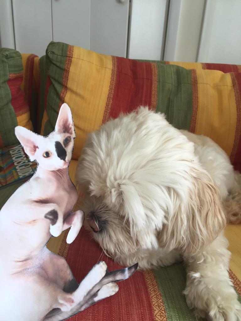 TravelingTally's tweet photo. Meeting my new doggie friend Bamba! http://t.co/d7ZYE3Heko