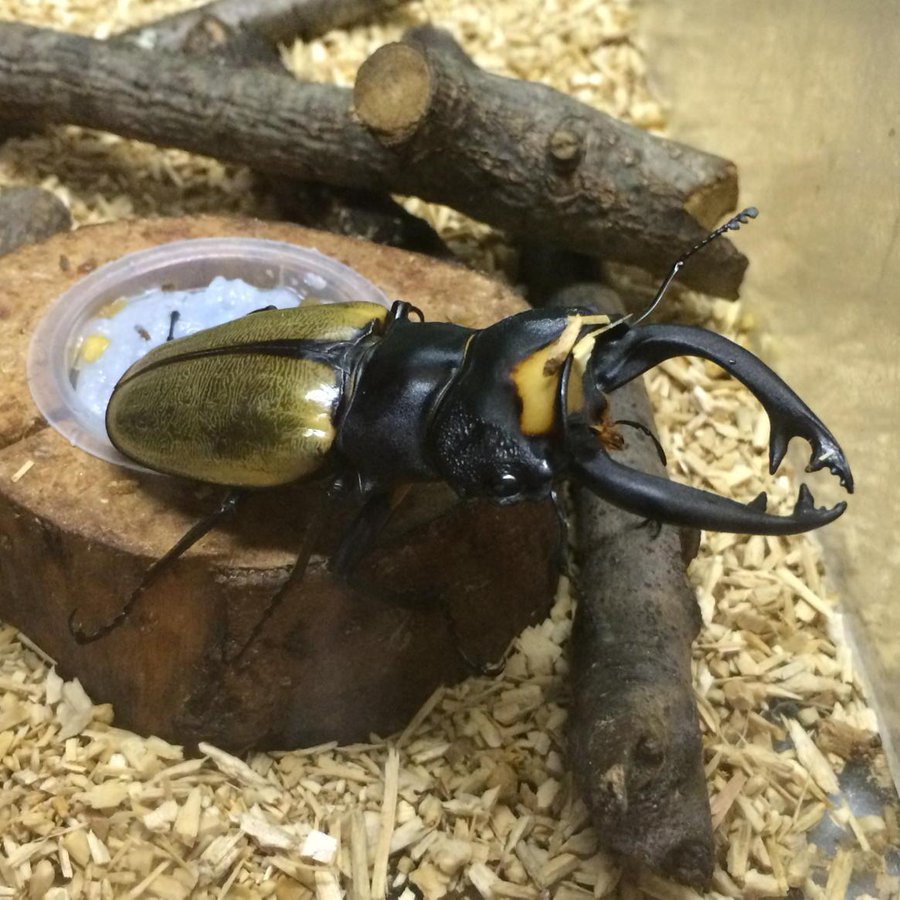 ラコダールツヤクワガタの生態や特徴を大紹介 ムシキングに登場した黄色の模様がかっこいいクワガタムシ 生き物ネット