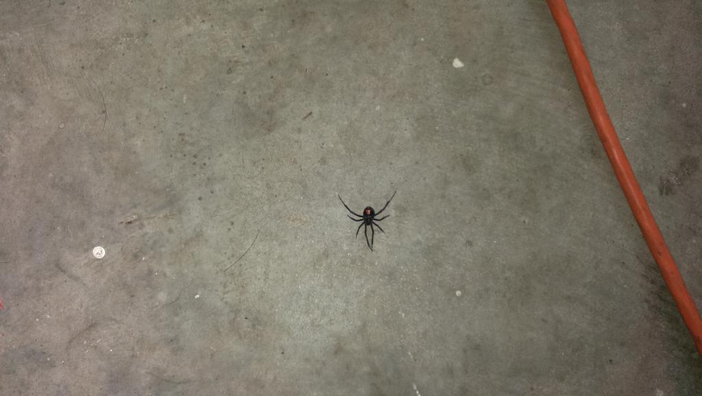 gcn888's tweet photo. Not the black widow that I wanted to come face to face with. http://t.co/0VJ5dGJ6Px
