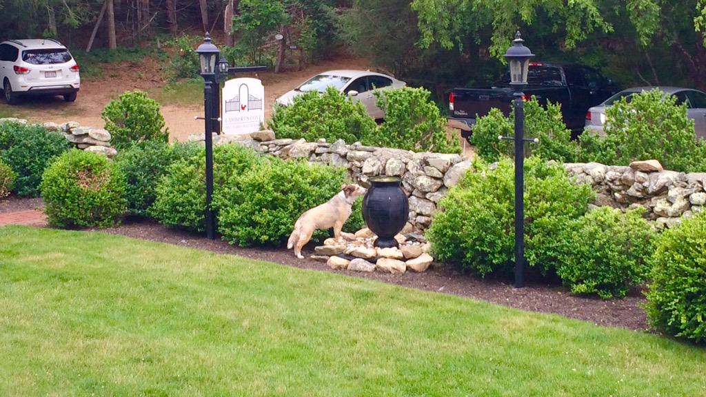 Caught Mavis lapping up water from our front feature. Silly girl. lambertscoveinn.com #MarthasVineyard #VisitMA