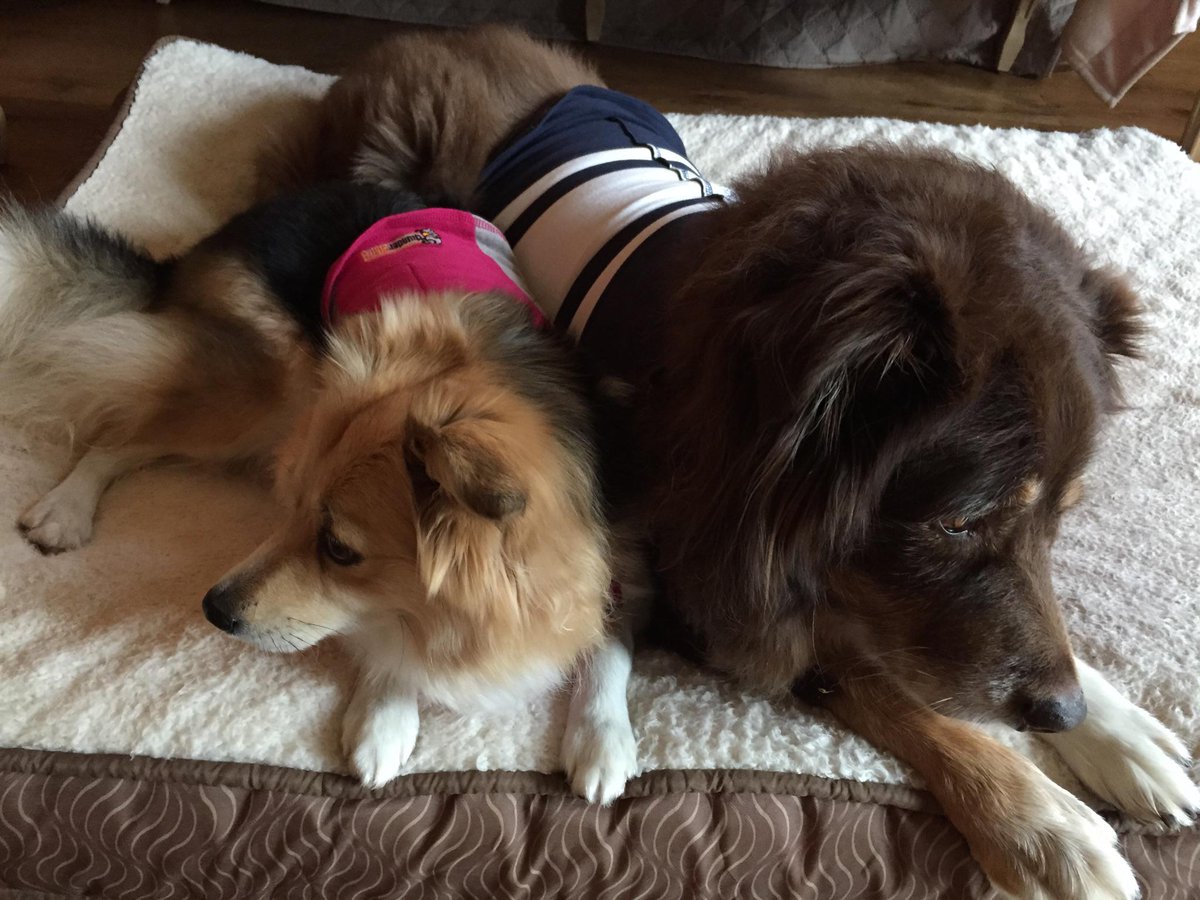 DogHuge's tweet photo. My lil sister keeping me company *oh what's that?!?* ... from those scary noises the sky makes sometimes. http://t.co/HJELRRpZEo