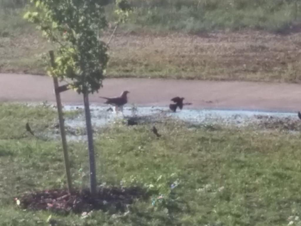 RobMiyashiro1's tweet photo. A hawk having a drink w/blackbirds in the puddle created by my neighbour's over watering. #PositiveFromNegative http://t.co/6p2hq0Eza0