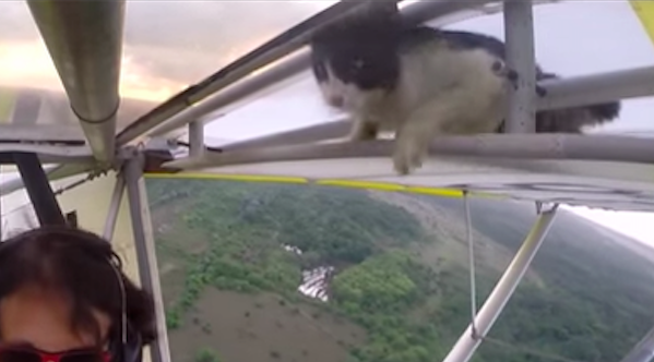 BuzzFeed's tweet photo. A cat stowed away on a glider and suddenly realized it had made a big mistake http://t.co/l2ac8PmqJO http://t.co/xQcP2Uzru1
