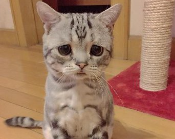 ショボーン W な顔の猫が本当に悲しそうすぎて話題に Togetter