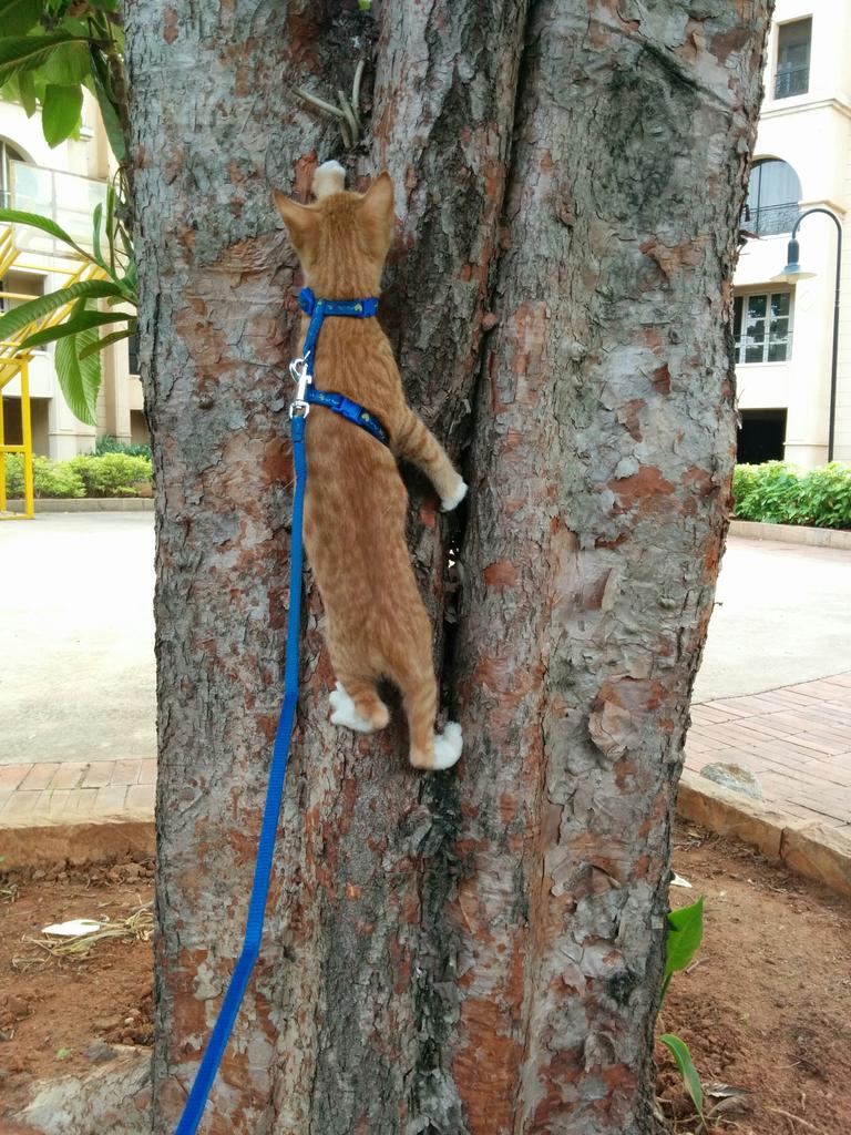 SherKhanMeow's tweet photo. Getting some climbing practice! http://t.co/wGgfAbup6D