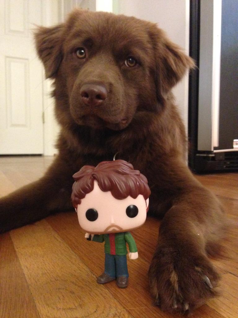 payneinthelindz's tweet photo. Plot twist! Tiny Will has been adopted by his new doggie. #FunkoFannibalFun #SaveHannibal @Tattle_Crime http://t.co/Zlmen8BC1R