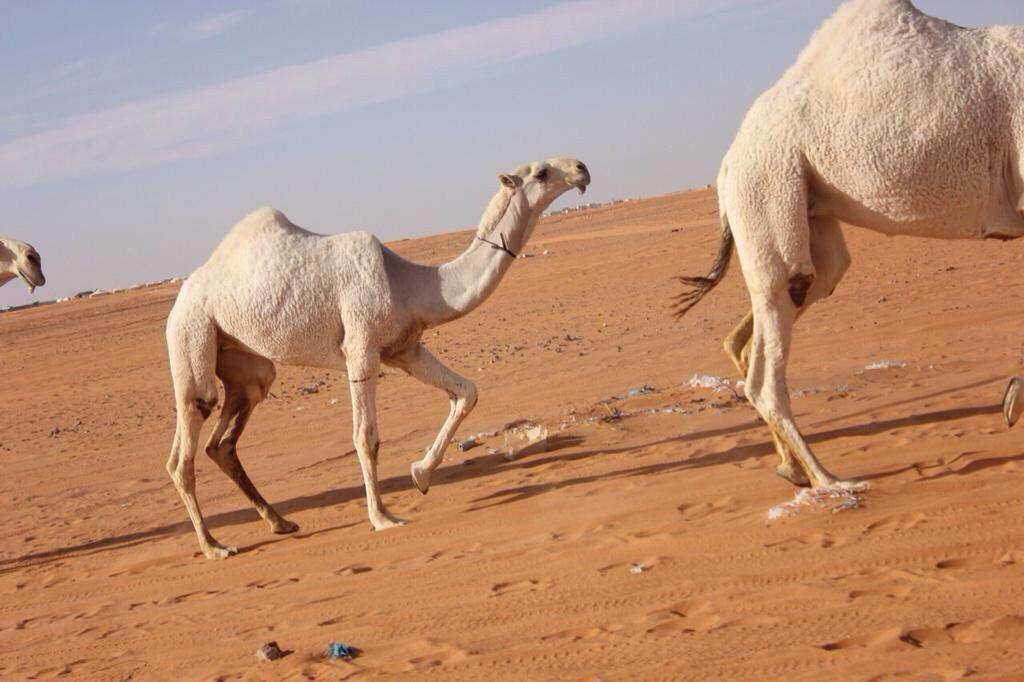 naif_11101's tweet photo. منقية ابناء الشيخ حمد ابن غصين الدوسري http://t.co/OkQRmmvYpZ