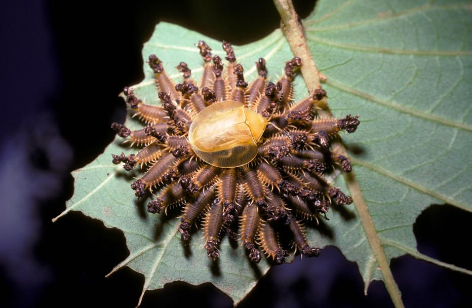 WIRED's tweet photo. This beetle uses its poop as a shield or sword http://t.co/8CgTBhuMqq http://t.co/ZgqpbdVtld