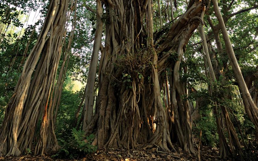 OriginaLinkEdge's tweet photo. 20 of the world's most beautiful trees. #CoolThings http://t.co/3Q0ZUQhYCD http://t.co/r6uLPdPUy1
