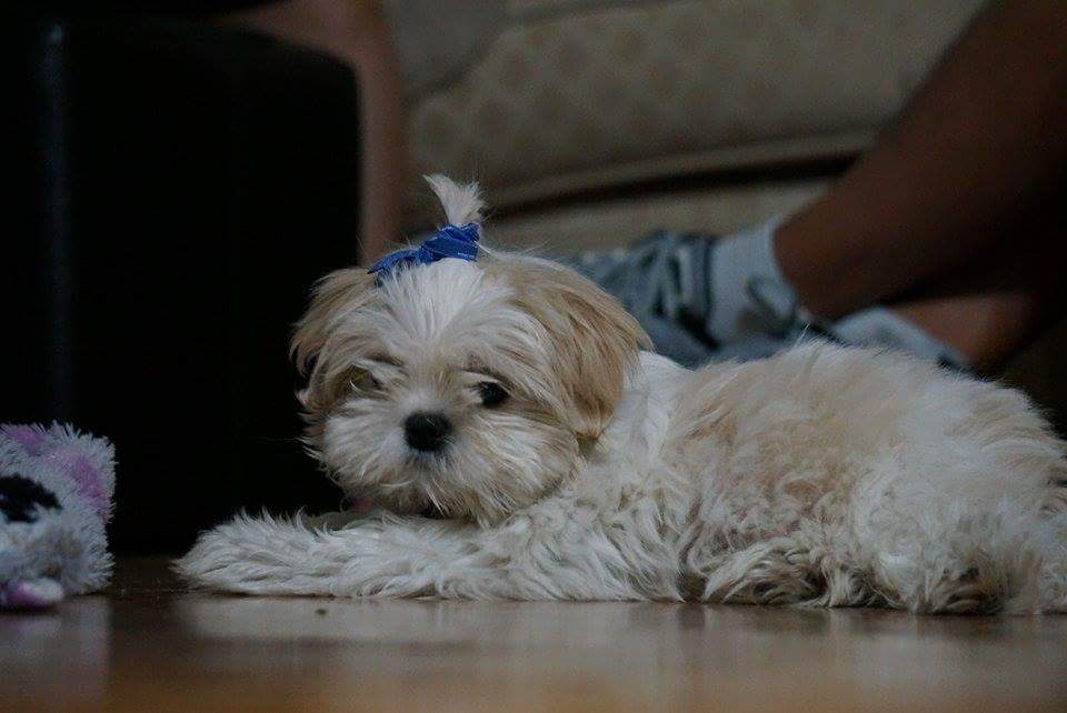 OhCaryn's tweet photo. Meet my new baby Mochi Bear! #mybaby #toocute #mylittlelovebug http://t.co/s3aeqYUdnB