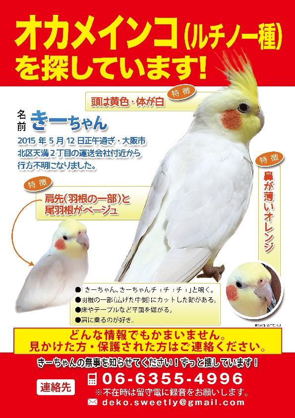 fleuve616's tweet photo. 5月12日から迷子のきーちゃんを探してます。場所は京阪（or谷町線）天満橋駅から橋を渡り数分入ったあたり。保護されている方、又はオカメインコを拾ってそのまま飼ってい��方をご存知の方、ご一報ください！＃拡散希望　＃迷子　＃保護　＃インコ http://t.co/RyPTFfYsZZ