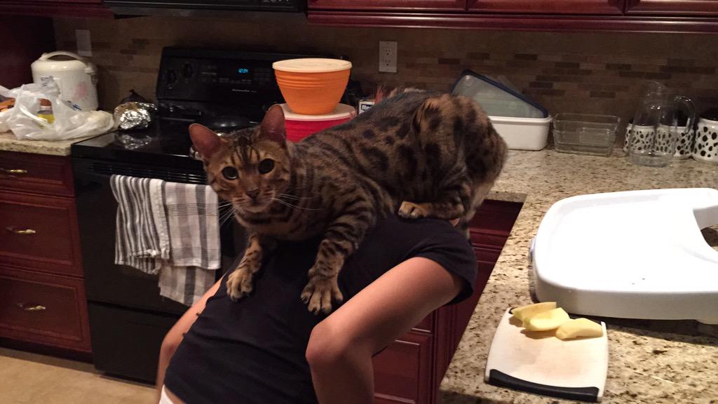 Linus Tech Tips on Twitter "How Bengal cats snuggle http//t.co