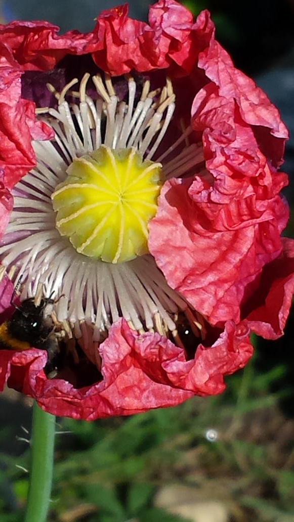 bennecatherine's tweet photo. Buzzing around Highbury. Beautiful #summer morning for #local #bees http://t.co/349g0e63ak