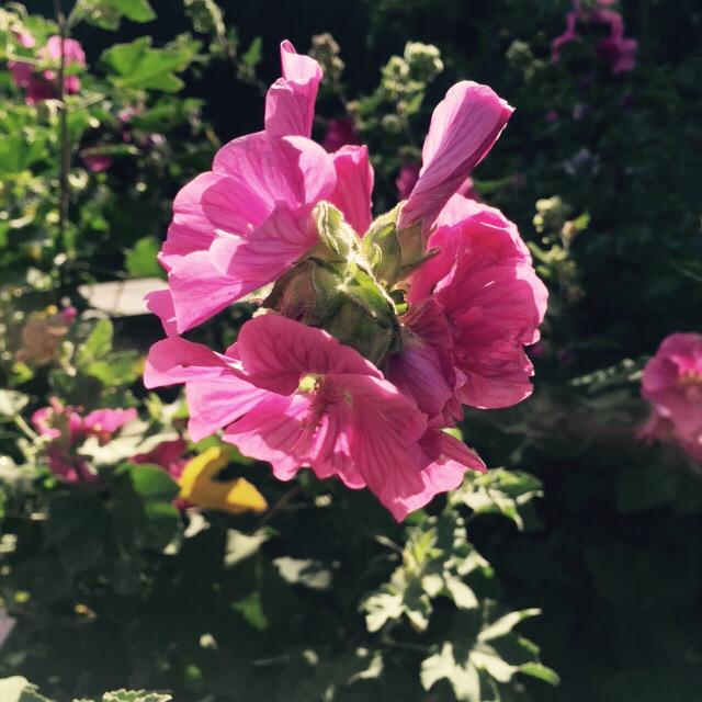 anjouvascu's tweet photo. Bonjour !!☀️☀️🌴🌸🌼#battleflowers #Izenah #Angers http://t.co/W1W7mcVtxO