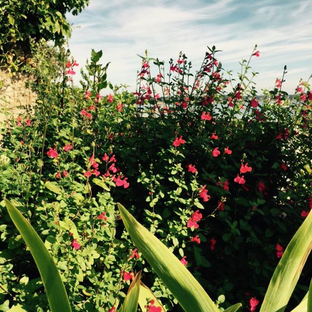 anjouvascu's tweet photo. Bonjour !!☀️☀️🌴🌸🌼#battleflowers #Izenah #Angers http://t.co/W1W7mcVtxO