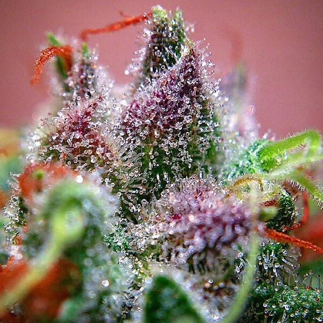 weedpraylove's tweet photo. Ill Macroshot
#highlife #cannabis #weedporn #stonersofig #getlifted #dankdabs #dab #firebud #cannabisculture #weed… http://t.co/ofOPbDS9Ut