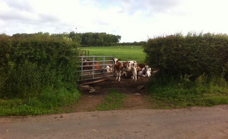 TheFarmingForum's tweet photo. Please Close the gate, luckily all stock accounted for http://t.co/wayKBMzKer