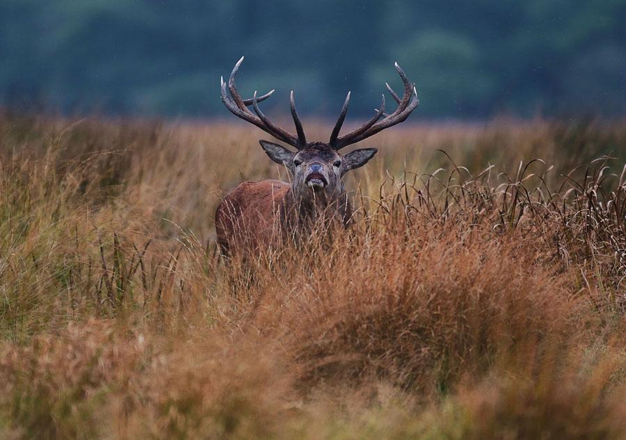valphoto's tweet image. @IrishTimes Best Day Out..Killarney National Park #killarney best place in the world