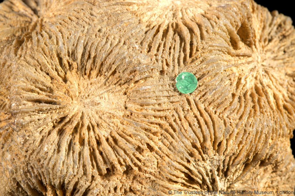 NHM_London's tweet photo. Can't get enough of #CoralReefs? There's a few more coral specimens on show in #MappingaNation http://t.co/EPSAiqhfyc http://t.co/4XOUsFzuoz
