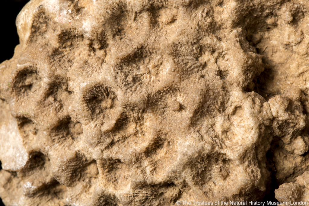 NHM_London's tweet photo. Can't get enough of #CoralReefs? There's a few more coral specimens on show in #MappingaNation http://t.co/EPSAiqhfyc http://t.co/4XOUsFzuoz