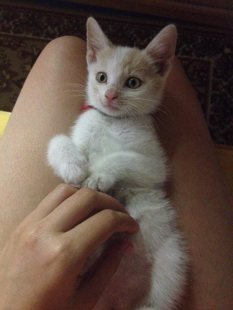 enci2001's tweet photo. Annyira édes volt hogy nem tudtam nem lefotózni😁😍🐱 http://t.co/y5xhLmry8a