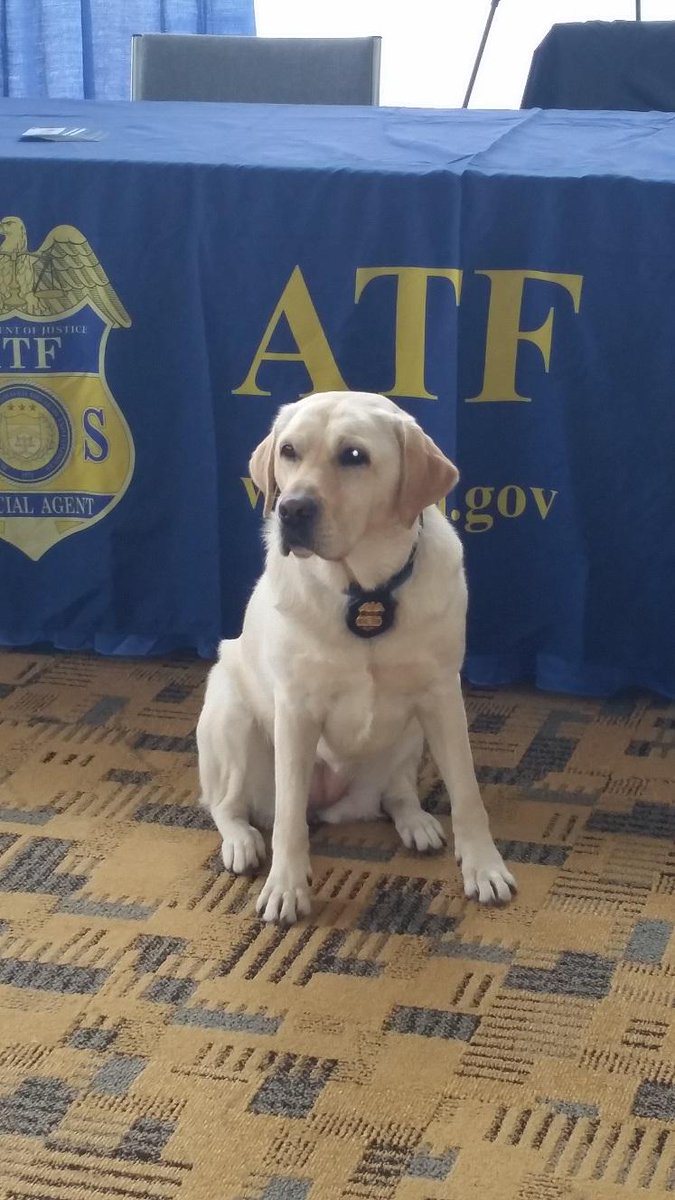 NLECAA's tweet image. .@ATFHQ #explosivesdetection dog Europa on hand at the @NationalSheriff annual conference for the #PauseforPaws event