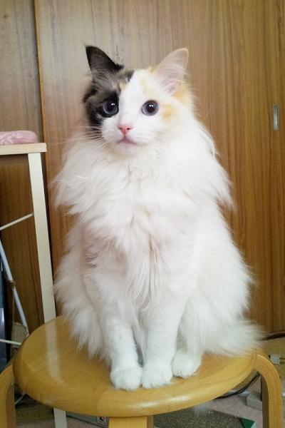 chogieswagz's tweet image. คือน่ารัก มีเอียงคอ เดี๋ยวฟัดเลย
Source: ladyusada #ทาสแมว