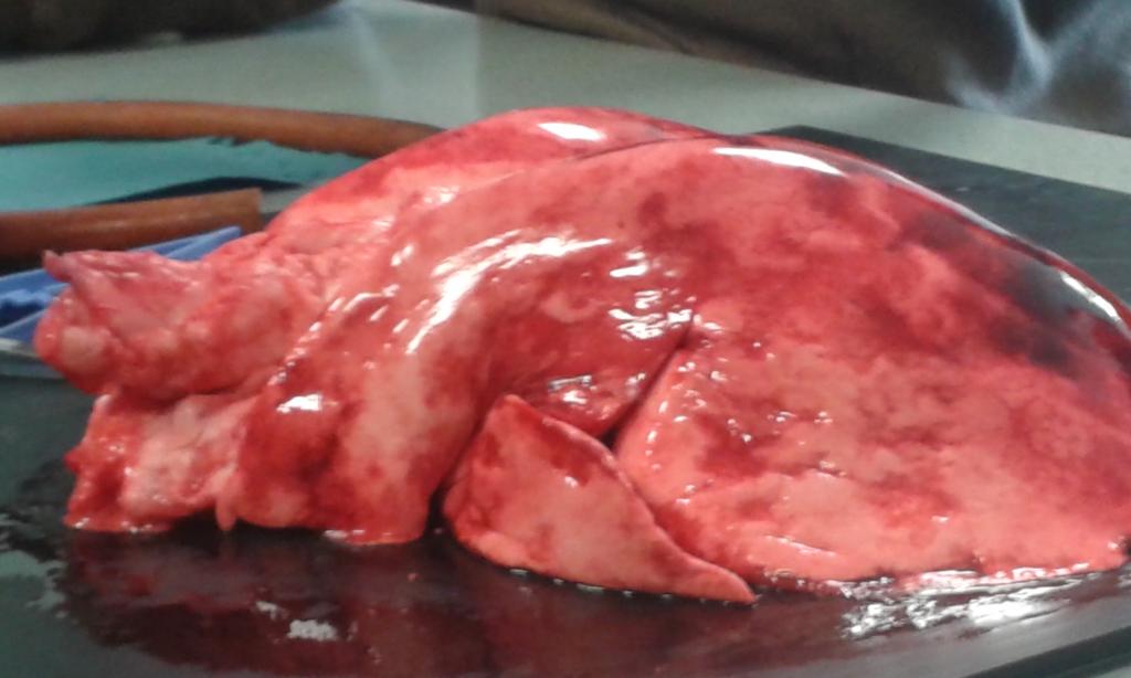 Rurn away now because this is a sheeps lungs eeewwww