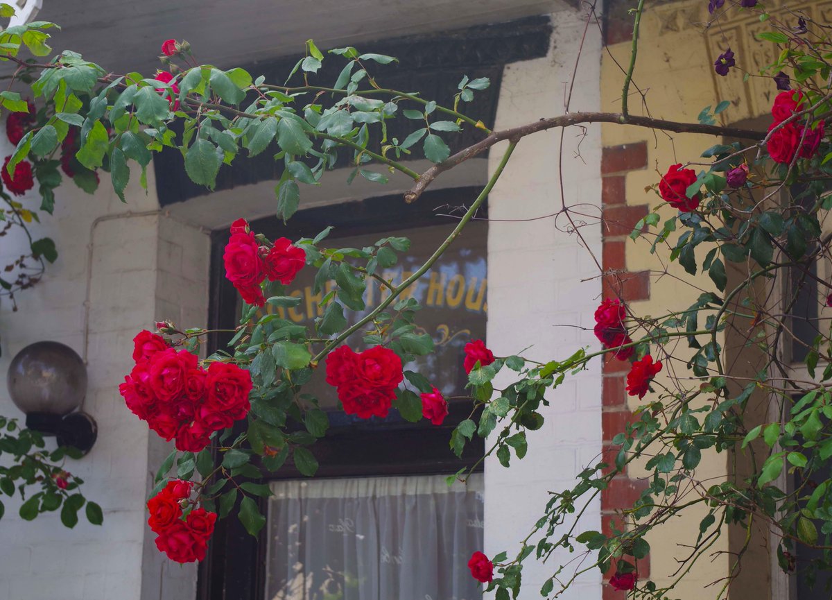 inbloom2015's tweet photo. Some of the beautiful blooms in Cliftonville #inbloom #margate #cliftonville #surreyroad #norfolkroad http://t.co/Qo6iIOEa5M