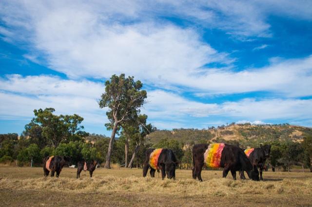 Warialda BEEF (@warialdabeef) on Twitter photo 