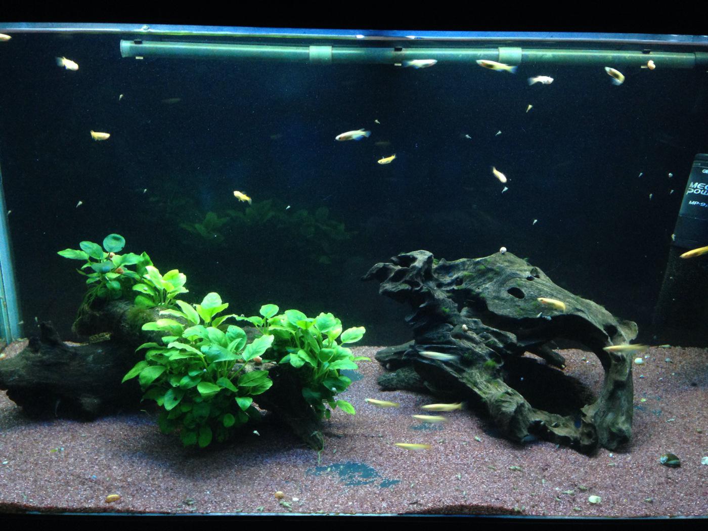 中村倫也 メイン90cm ここに肉食古代魚が めだかちん Http T Co Gbnnyqs6oa Twitter
