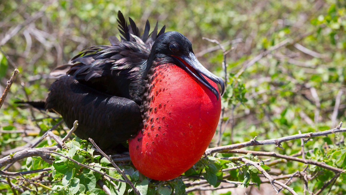 New expanded gamut projectors at InfoComm revealed what the Frigate's red chest really looked like