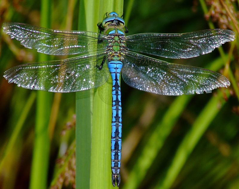cheryldodson215's tweet image. The flight of the dragonfly is so special that engineers dream of making robots fly like dragonflies. #flyingrobots
