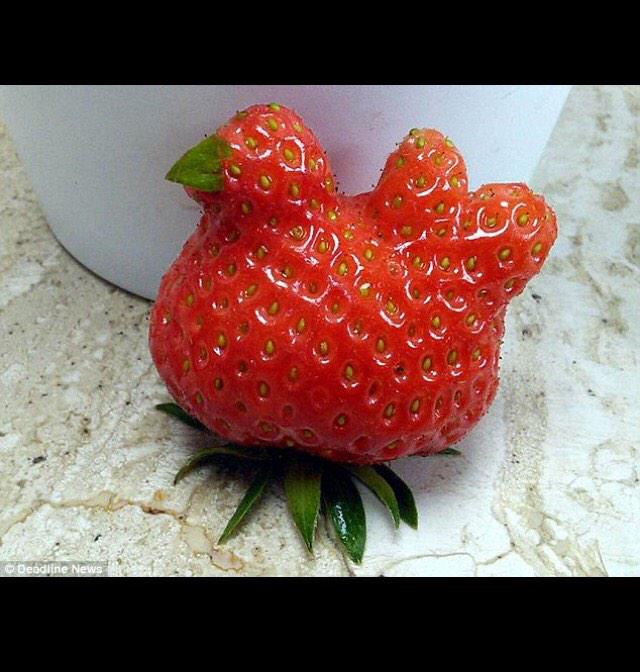UglyFruitAndVeg's tweet photo. ICYMI - THE STRAWBERRY CHICKEN! Sent in by @grebetrees Posted by a farmer in Scotland @ http://t.co/6XakjxzO1f http://t.co/EnYi1YmlvA
