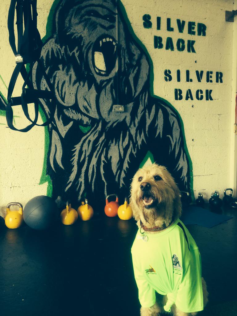SilverBackNI's tweet photo. Team silverbacks new Mascot... Murphy :-) #FITFOR2015 http://t.co/pfGdkITHb9