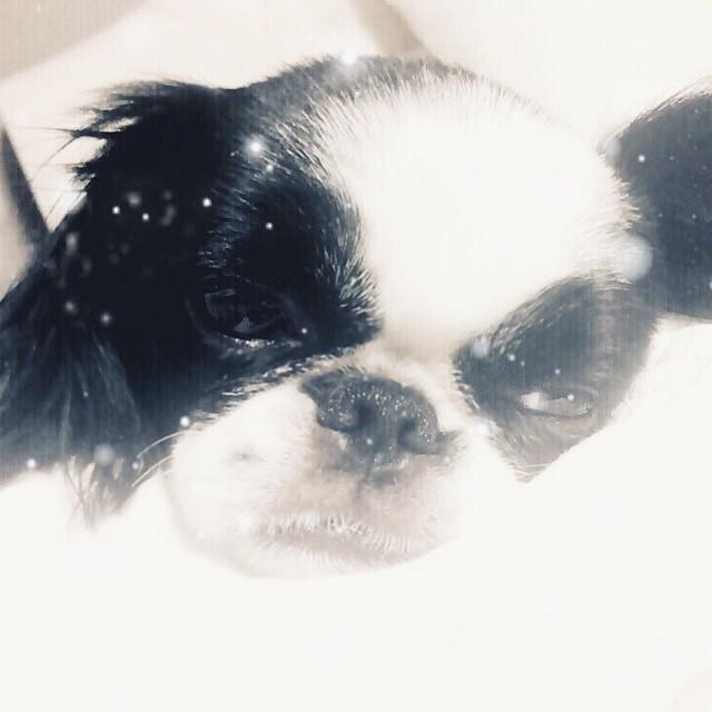 T_ARAPETS's tweet photo. IG - #Hyomin #Youngmini
"형따라 아련한척좀 해봤음 #그러나"
ㅋㅋㅋㅋ youngmini copying mini 😆
#t_dogs http://t.co/oA0umIVDaD