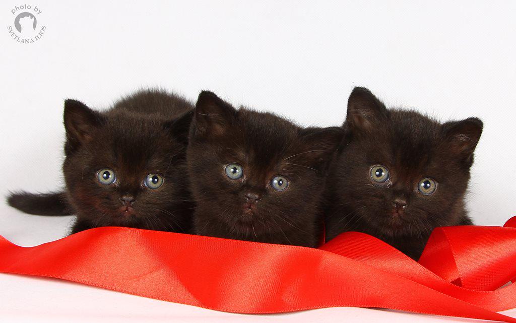 ILIOSCATS's tweet photo. #Britishshorthair - #blackcats for you - http://t.co/RB57A2TnFA http://t.co/ehHBq0LFlp