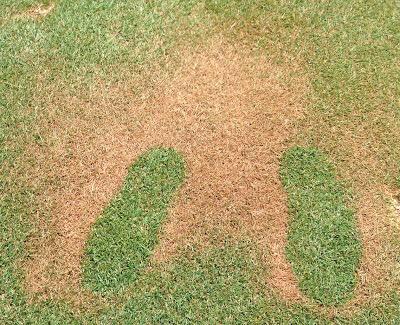 SRettmann25's tweet photo. Please remember bug spray kills grass. Applying it in the parking lot would be appreciated. http://t.co/jjJO8bD0XN