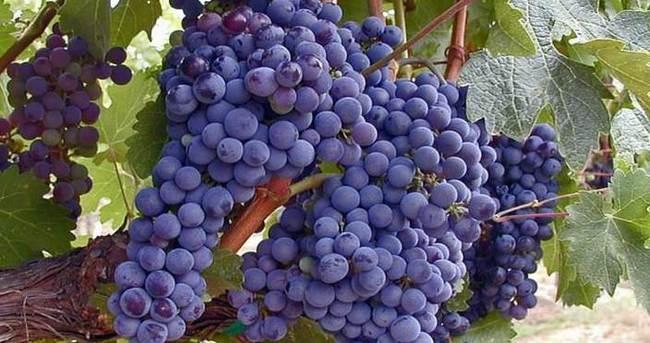 Yumurtalık Kistine Karşı Siyah Üzüm dlvr.it/BLXzRM