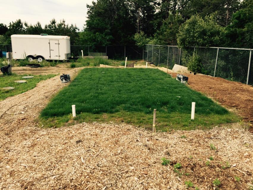 I don't know why they call it "waste" water when it can give you a lawn like this without added water or fertilizer.