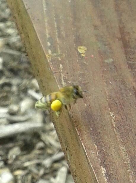 AshbridgeHortic's tweet photo. Our busy bees bringing home lots of pollen. http://t.co/PWUzv0RiED