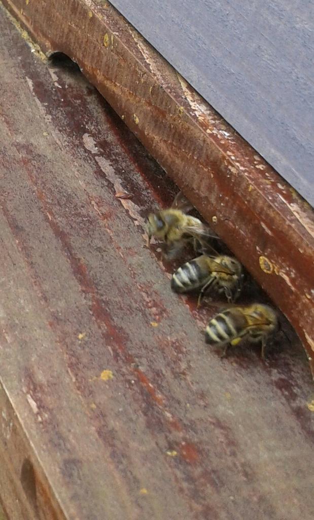 AshbridgeHortic's tweet photo. Beautiful #honeybees  @britishbee @BeeCraftMag  @Buzz_dont_tweet http://t.co/Fc3dhHSgWv
